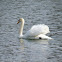 Mute Swan, Höckerschwan