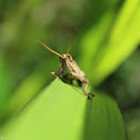 grasshoper