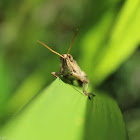 grasshoper