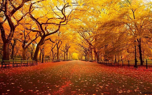 Autumn Nature HD Wallpaper