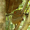 Philippine Tarsier