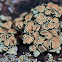 unknown lichen