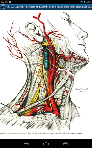 免費下載醫療APP|Gray's Anatomy 2011 app開箱文|APP開箱王