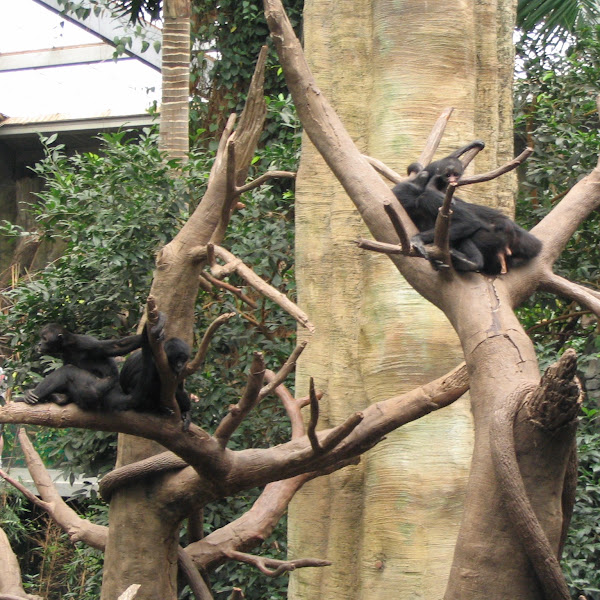 Geoffrey's Spider Monkey | Project Noah
