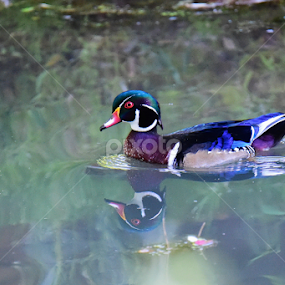 Early Fall Color by Ken Miracle - Animals Birds