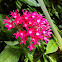 Star flower(Family: Rubiaceae)