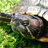 yellow-bellied slider turtle