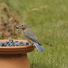 Eastern Bluebird (immature male/female)