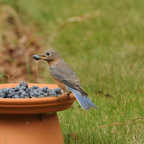 Backyard Birding Southeastern USA