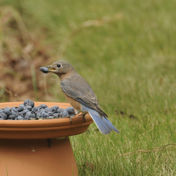 Backyard Birding Southeastern USA Project Noah