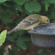 Lesser Goldfinch