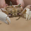 Pink ghost crab