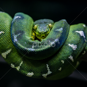 Just Hanging around by E.g. Orren - Animals Reptiles