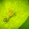 Green Butt Ant