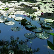 菁芳園 Tenway Garden／花園餐廳／落羽松