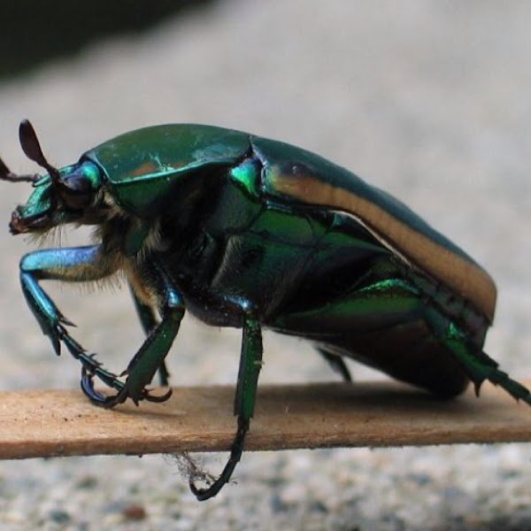 Figeater Beetle (June Beetle) Project Noah