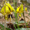 Yellow Trout-Lily