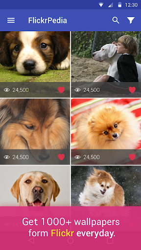 Dog Flickr Wallpapers