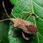 Leaf Footed Bug