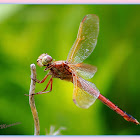 Violet Dragonfly
