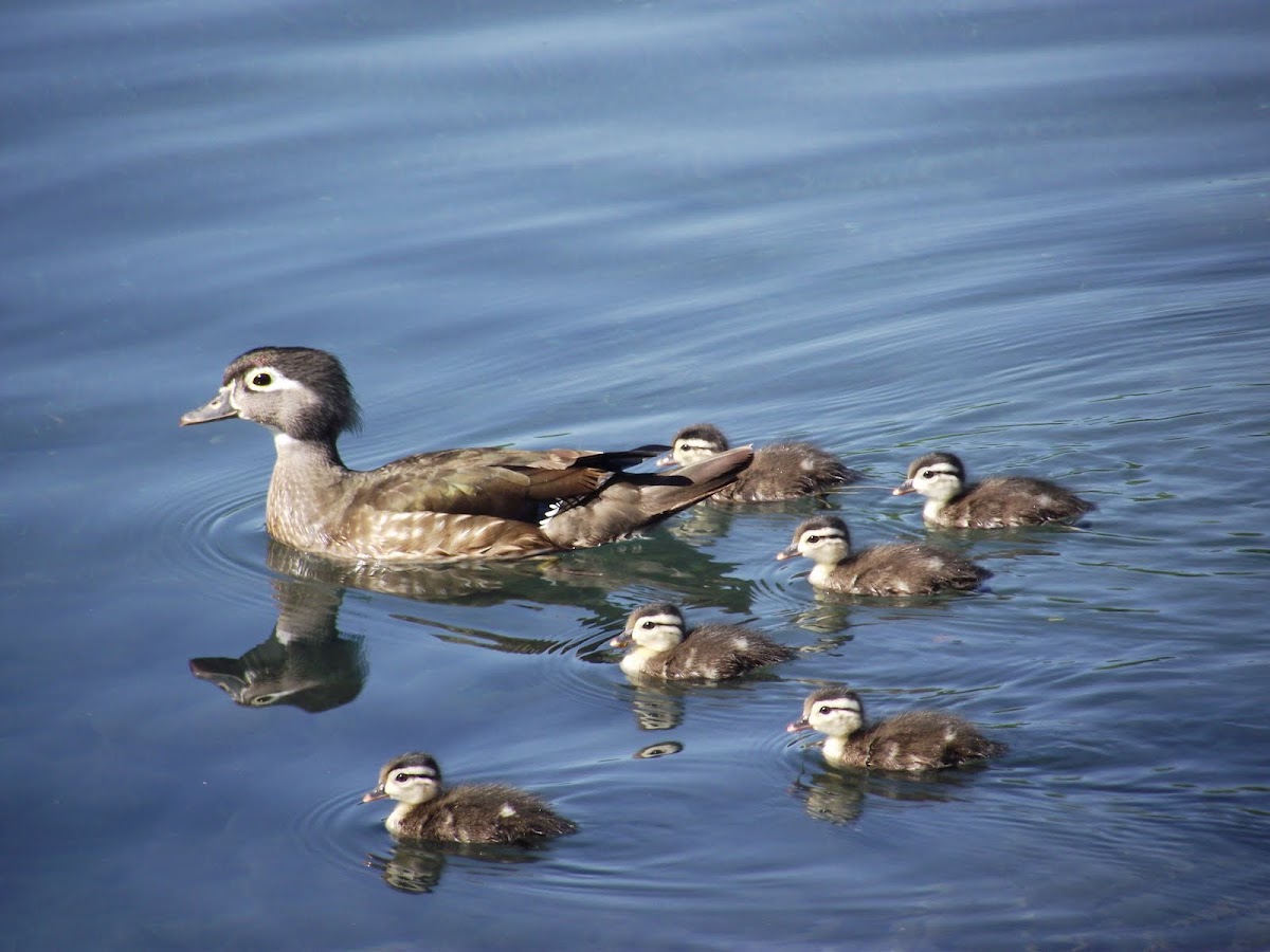 Wood Duck female and ducklings