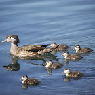 Wood Duck female and ducklings