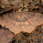 Rhinodia rostraria (♂)