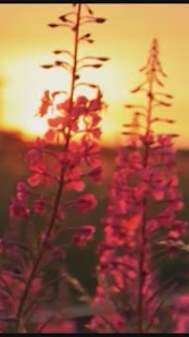How to install ► Sunset Flower Live WallPaper patch 1.0.7 apk for laptop
