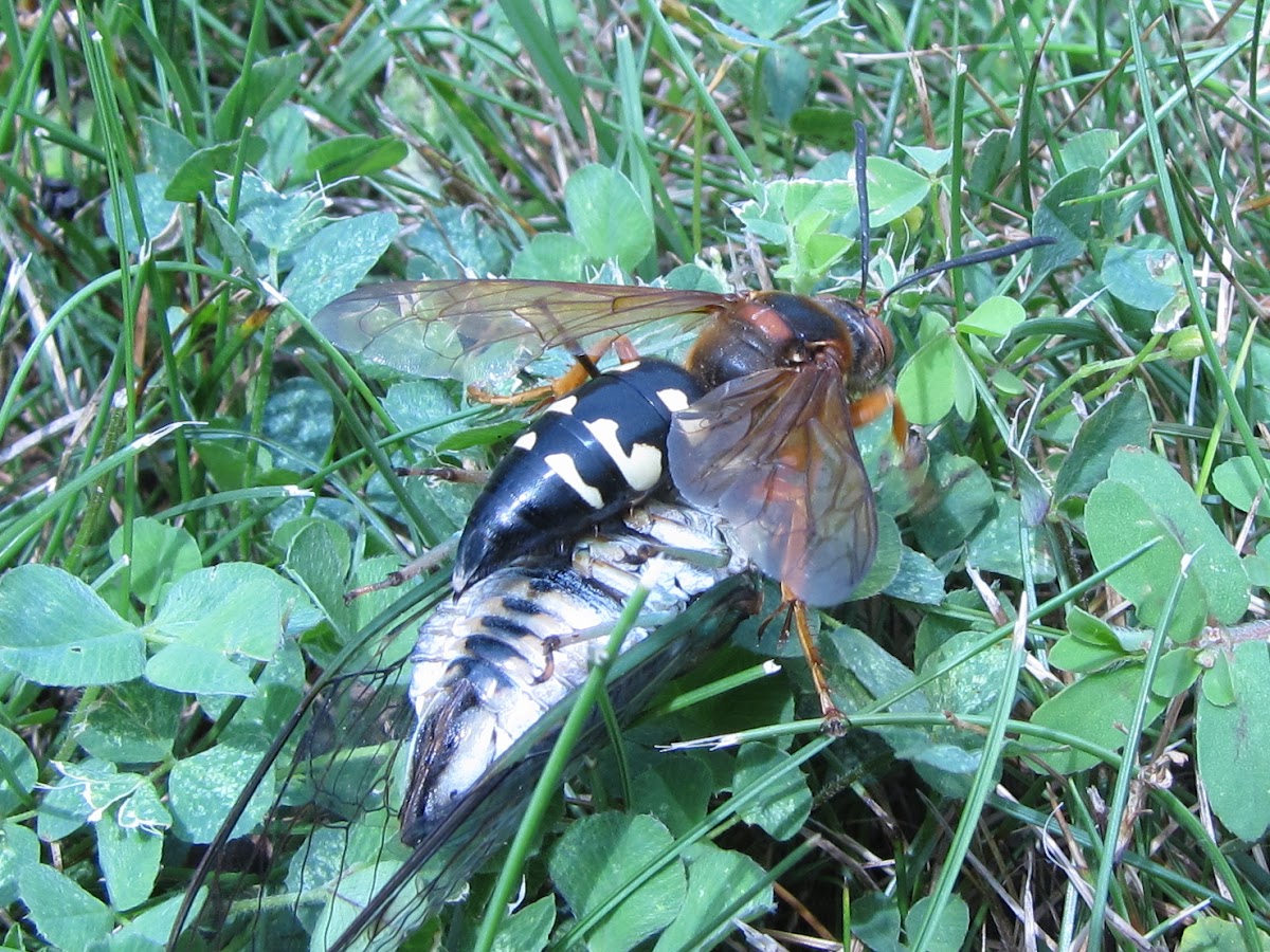 Eastern Cicada Killer