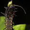 Pipevine Swallowtail (Caterpillar)