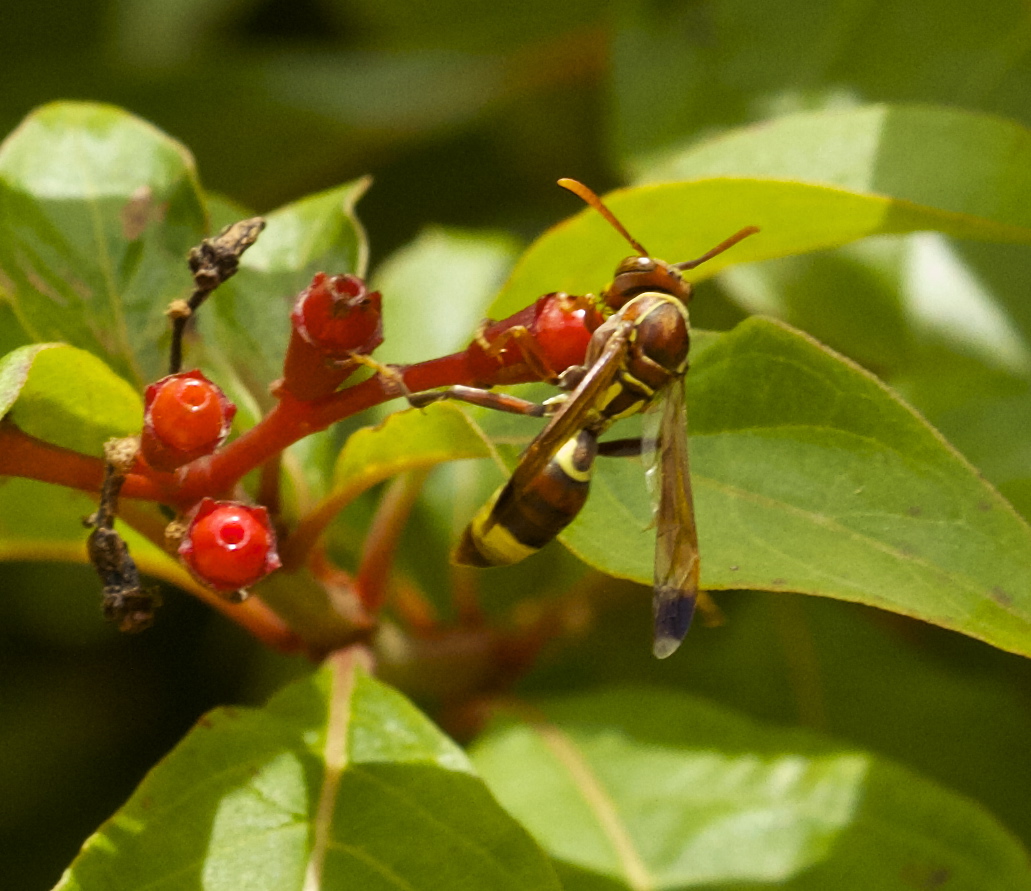 Tropical Paper Wasp
