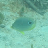 Foureye Butterflyfish
