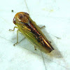 Leafhopper