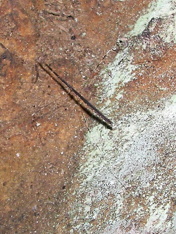 Northern Stick Insect