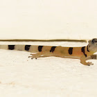 Caribbean least gecko