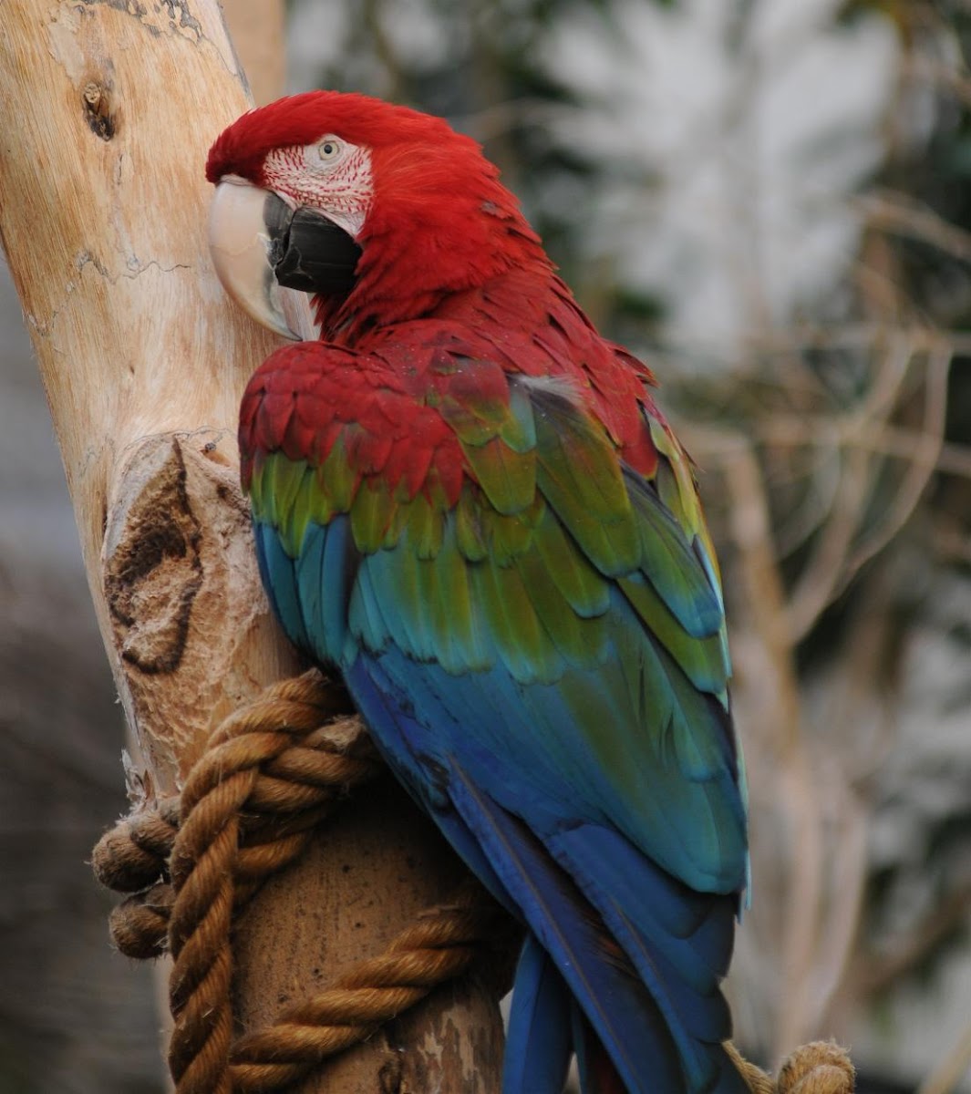 Green-winged macaw