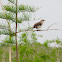 Northern Mockingbird