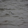 Bufflehead