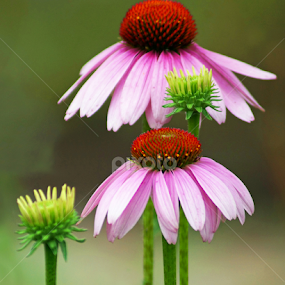 A Pair of Pretties by Teresa Delcambre - Flowers Flowers in the Wild