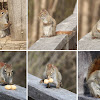 Eastern Gray Squirrel (history of stolen peanut  !   #2)