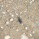 Sidewalk Tiger Beetle