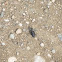 Sidewalk Tiger Beetle