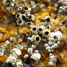 Northern Rock Barnacle