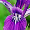 Oregon Iris