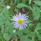 Smooth Blue Aster