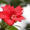 Chinese Hibiscus, China Rose