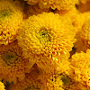 Yellow Button Mums