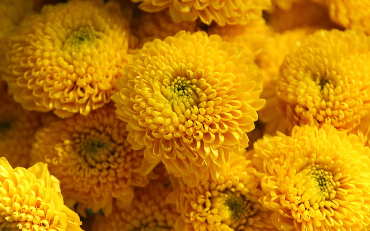 Yellow Button Mums | Project Noah