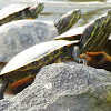 Red Eared Slider