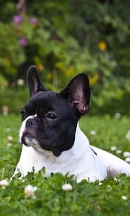 French Bulldogs Jigsaw Puzzle Screenshots 2